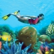 Snorkeling Reef Adventure