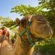 Safari con Camellos